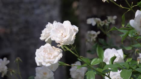 Closeup-Of-White-Roses-In-An-Old-Sunny-French-Village-in-slowmotion