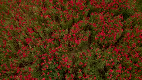 Fly-Over-Red-Blooming-Poppy-Fields-In-Springtime
