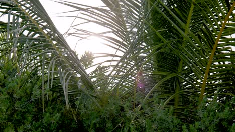 Mesmerizing-Slow-Motion-Close-Up-Shots-of-the-maldives-Island-Vibrant-Palm-Trees-and-Lush-GreeneryExperience-the-Ultimate-imaldives-Relaxation-vacation