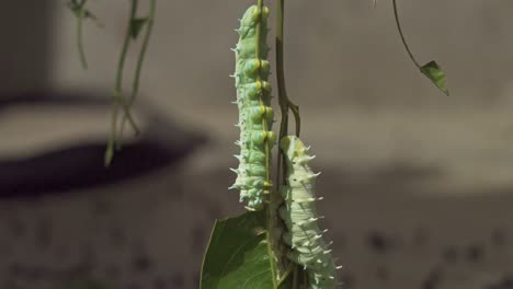 two-pair-couple-of-silk-worms-on-green-leaf-with-blurred-background