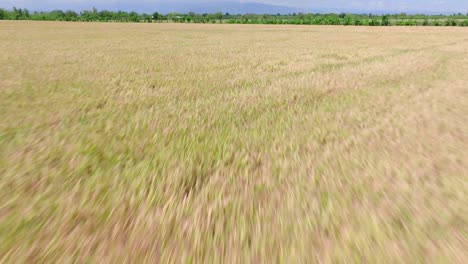 Luftüberflug-über-Landwirtschaftliche-Reisfelder,-Die-In-Der-Dominikanischen-Republik-In-Der-Sonne-Auf-Dem-Feld-Wachsen