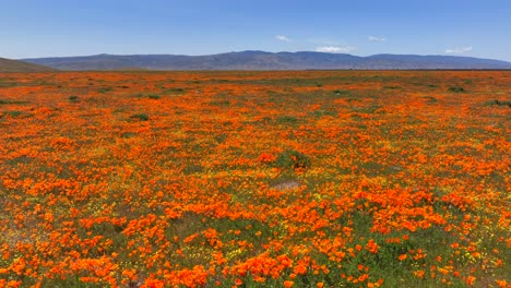 Scenic-aerial-view-of-the-Antelope-Valley-poppy-reserve-during-the-spring-bloom
