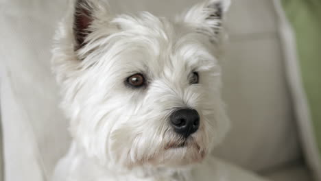 Malteser-Reinrassiger-Hund-Mit-Weißem-Fell,-Nahaufnahme-Des-Gesichts