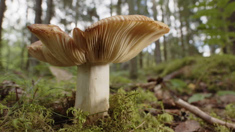 Vergrößern-Sie-Den-Pilz-Russula-Cerolens,-Der-In-Einem-Schwedischen-Wald-Wächst