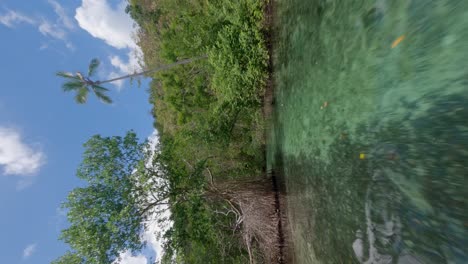 FPV-Drohnenansicht-Des-Mangrovenwaldes-Des-Flusses-Caño-Frio-In-Las-Galeras,-Samana,-Dominikanische-Republik