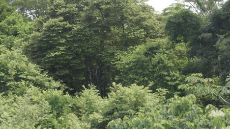 Escalar-Las-Copas-De-Los-árboles-Para-Revelar-Una-Gran-Selva-Tropical