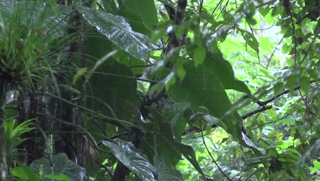 Rain-on-vegetation-in-cloud-forest-araceas,-bromelias
