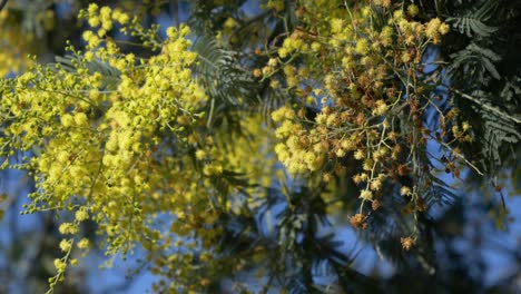 Acacia-and-Pine-tree-branches-sway-with-wind