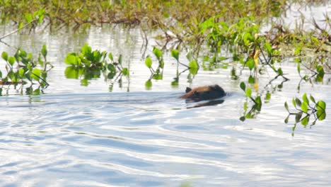 Capybara-Enjoys-Morning-Swim-in-the-River-of-Pantanal,-Brazil,-Wetland-in-Mato-Grosso-do-Sul-in-Daylight