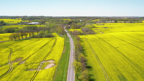 Long-road-winds-its-way-through-breathtaking-beauty-of-rapeseed-fields