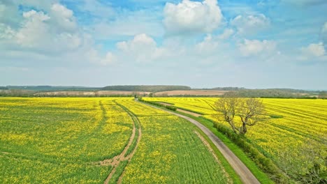 An-incredible-panoramic-drone-shot-capturing-a-yellow-rapeseed-crop-in-slow-motion-with-a-country-road-and-trees-in-the-distance