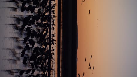 vertical-shot-of-a-flock-of-swans-on-a-lake-at-golden-hour