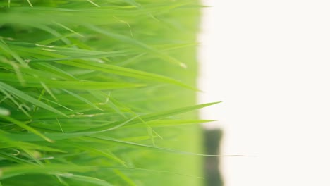Vertikale-Darstellung-Der-Wunderschönen-Reispflanzen-In-Einem-Wunderschönen-Reisfeld-Auf-Bio-Bauernhöfen-Bei-Sonnenuntergang