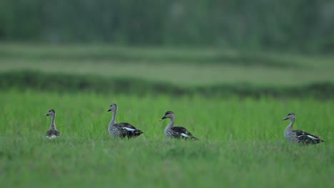 Indian-Spot-Billed-Ducks-grazing-in-Green-Fields