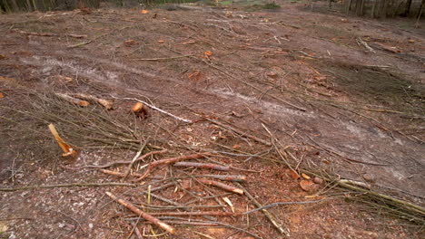 Heavy-machinery-tracks-run-over-broken-branches-from-logged-forest-parcel