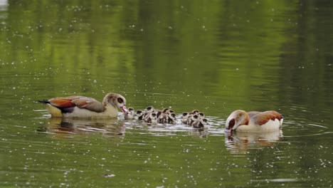 A-couple-of-ducks-and-their-twelve-ducklings-on-their-first-river-cruise
