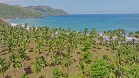 Drone-Flying-over-palm-trees-at-Playa-El-Valle-beach,-Samana-in-Dominican-Republic