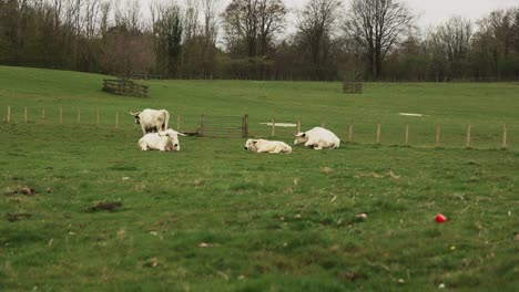 Hand-held-shot-of-a-herd-of-white-bulls-lying-down-and-chewing-the-grass-in-a-field