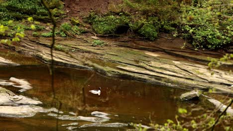 Handaufnahme-Einer-Schwarz-weißen-Ente,-Die-In-Einem-Ruhigen-Fluss-Schwimmt