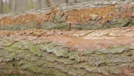 Nahaufnahme-Grob-Strukturierter-Baumstämme-Gefällter-Bäume-Im-Polnischen-Wald