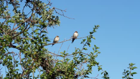 Striped-Swallow-birds-pair-perch-on-high-tree-branch-against-blue-sky