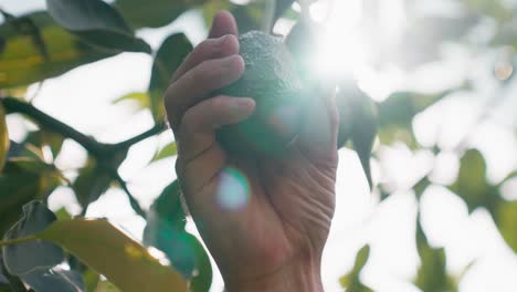 Person-touching-unripe-avocado-fruit-hanging-from-tree-branch-with-sunlight-shining-through-it
