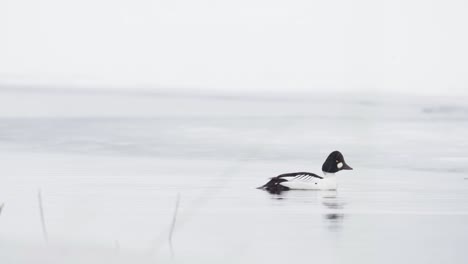 Common-Goldeneye-Sea-Ducks-On-Winter-Lake
