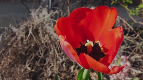 Primer-Plano-De-Un-Tulipán-Rojo-Que-Florece-En-La-Primavera