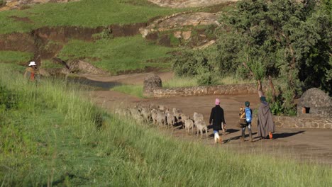 Pastores-Basotho-Africanos-Con-Rebaño-De-Ovejas-En-La-Carretera-En-El-Norte-De-Lesotho