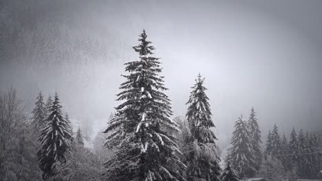 Heavy-snowfall-in-a-pine-tree-forest,-idyllic-and-tranquil-winter-atmosphere-in-the-mountains,-winter-landscape-concept