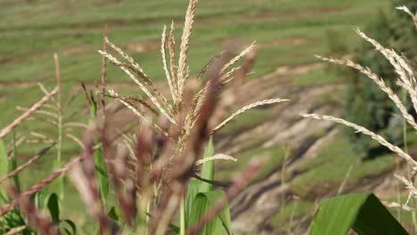 Pan-shot-close-up:-Tassels-atop-maize-crop-in-green-maize-field
