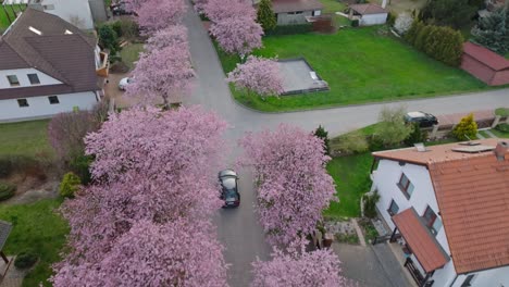 Car-Driving-Through-Stunning-Cherry-Blossom-Trees-In-Residential-Area,-Svitavy,-Czech-Republic