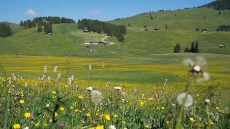Grass-fields-in-the-country-side,-colorful-flowers-and-dandelions-are-moving-under-gently-wind-breeze-during-sunshine-day