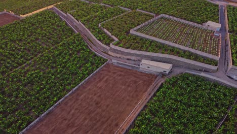 Organisierte-Landwirtschaft-Von-Bananenplantagen-Auf-Teneriffa,-Orotava,-Spanien
