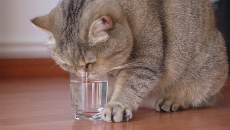 Adorable-British-Shorthair-cat-drinking-water-from-small-glass-and-kneading-with-her-paw
