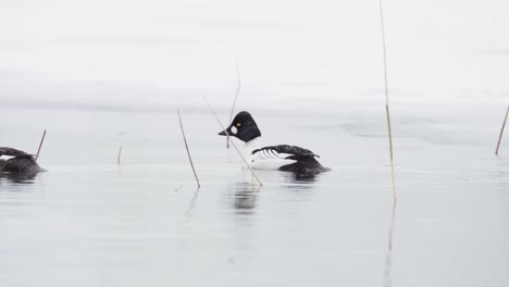 Goldeneye-Ducks-Swimming-In-Calm-Lake-During-Wintertime
