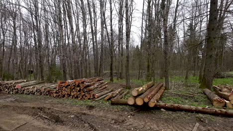 In-Polnischen-Wäldern-Gestapeltes-Holz,-Das-Für-Den-Holzhandel-Bestimmt-Ist