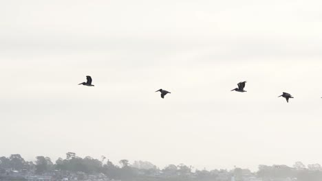 Braune-Pelikane-Fliegen-Im-April-über-Den-Strand-Und-Pier-Von-Santa-Cruz,-Kalifornien,-USA