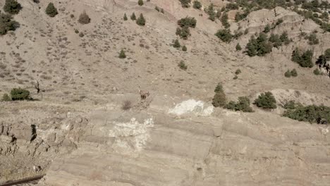 Big-Horn-Sheep-standing-on-a-cliff-in-the-Mountains