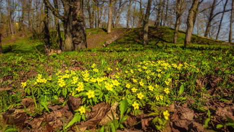 Yellow-petal-flowers-blooming-on-sunny-day,-motion-time-lapse-view
