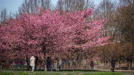 Kirschblüte-In-Der-Innenstadt-Von-Riga,-Lettland,-Zeitrafferansicht