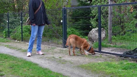 dog-walker-with-dog-sniffing-at-a-gate