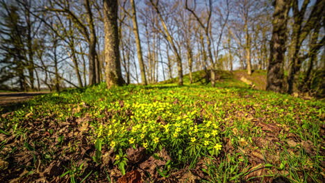 Zeitraffer-Einer-Friedlichen-Szene-Eines-Frühlingsfeldes-Mit-Gras-Und-Gelben-Blumen-Mit-Bäumen-Im-Hintergrund