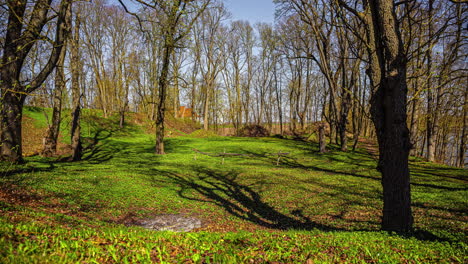 Zeitraffer-Einer-Ruhigen-Frühlingsfeldszene-Mit-Schatten-Von-Baumstämmen-Und-Ästen,-Die-Sich-über-Gras-Bewegen,-Und-Gelben-Blumen-Mit-Bäumen-Im-Hintergrund
