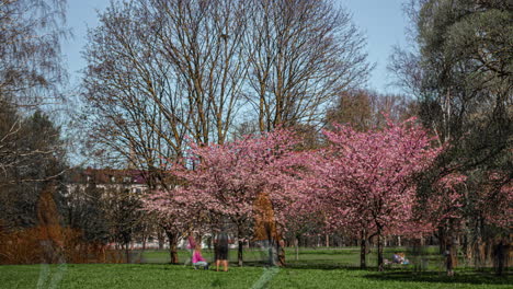 Blooming-sakura-trees-making-people-happy-on-sunny-day-in-Riga,-time-lapse