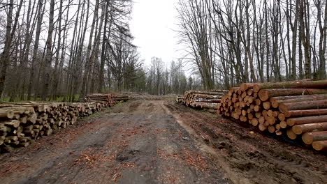 Stacked-logs-in-woodland,-felled-trees-for-timber-industry