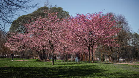 People-enjoy-blooming-sakura-tree-in-Riga,-Latvia,-time-lapse-view