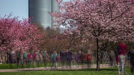 Riga-skyscraper-and-blooming-sakura-trees,-time-lapse-view