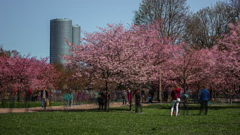 Menschen-In-Riga,-Lettland-Bewundern-Die-Blühenden-Japanischen-Kirschbäume-Im-Park