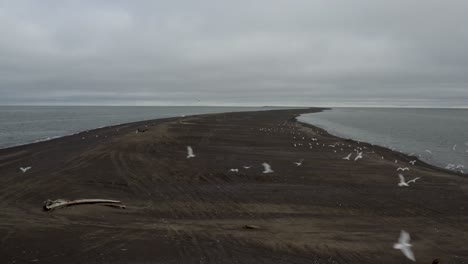Aerial-Drone-shot-flying-low-over-sand-peninsula-with-flying-seagulls-whale-carcasses-and-Arctic-Ocean-at-the-northernmost-point-of-the-Arctic-United-States-near-Barrow-Alaska